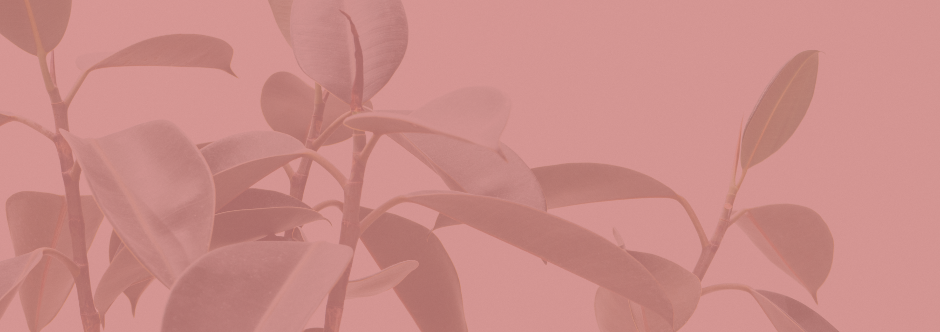 Copy of Bottom Pane Banner Plant Pink